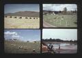 Composite of wheat harvesting, sheep and dairy ranching, and cranberry harvesting, 1975