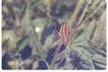 Argiope trifasciata (Banded garden spider)