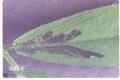 Hypera postica (Alfalfa weevil)