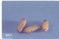 Tetanops myopaeformis (Sugarbeet root maggot)