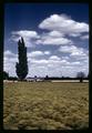 Dill field growing near Junction City, Oregon, July 1969