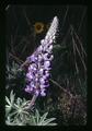 Lupine, Oregon, circa 1973