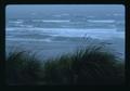 Grass on Oregon beach, 1975