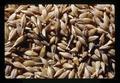 Closeup of barley, Oregon State Fair, Salem, Oregon, 1971