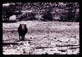 Cattle and snow in feedlot at Hall Ranch, Morrow County, Oregon, circa 1971