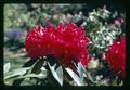 Jean Marie de Montague rhododendron, Corvallis, Oregon, circa 1971