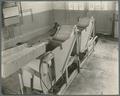 Prune sorter, OAC Experiment Station, circa 1930