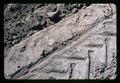 Harvester ant hill in mint field, Redmond, Oregon, circa 1965