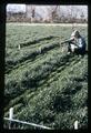 Vance Pumphrey and clipped fall wheat plots, Eastern Oregon Experiment Station, Union, Oregon, circa 1965