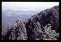 Forest view from Marys Peak, September 1965