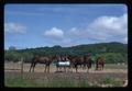 Horses at feed trough, Oregon State University, Corvallis, Oregon, 1975