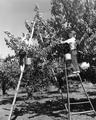 Cherry pickers - boy and girl on ladders