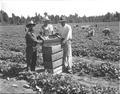 Boxes of cucumbers