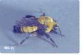 Bombus nevadensis (Nevada bumble bee)