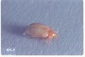 Trogoderma variabile (Warehouse beetle)