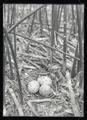 Caspian tern nest