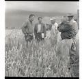 Warren Kronstad (left) with farmers in a wheat variety plot, Clackamas County