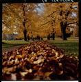 Fall leaves on lower campus