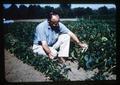 Dr. William A. Frazier examining bush beans, 1962