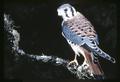 Sparrow hawk, circa 1965