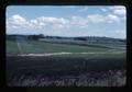 Sprinkler-irrigated peppermint, Polk County, Oregon, June 1976