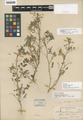 Astragalus craigii Jones