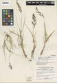 Calamagrostis purpurascens R. Br. ssp. tasuensis Calder & Taylor