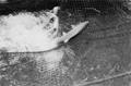 Chinook salmon in trap near Sand Island