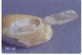 Rhyzopertha dominica (Lesser grain borer)