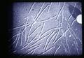 Lily stripe virus under electron microscope, circa 1965