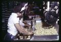 Workers handling onions in vegetable processing plant, circa 1965