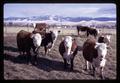 Cattle in pasture, Union, Oregon, circa 1970