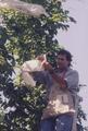 John Henning attaching bread bags to hops