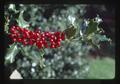 Single branch with holly berries, 1981