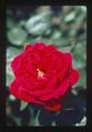 Red rose by Benton County Courthouse, Corvallis, Oregon, 1975