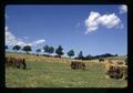 Stacks of hay in field, Don Tschanz farm, Sheridan, Oregon, June 1972