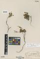 Cardamine bellidifolia L. var. pachyphylla Coville & Leiberg