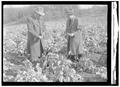 Earl Price and Jess A. Hanson inspect a field of kale growing on the Hanson Leghorn farm
