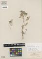 Astragalus drepanolobus Gray