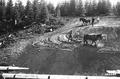 CCC crew using horse teams for road construction, Gifford Pinchot National Forest, Washington