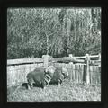 Merino Stud Sheep, Wangenella Station, N.S.W