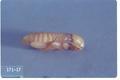 Xylotrechus annosus (Longhorned beetle)