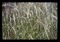 Closeup of ryegrass seed field, Oregon, circa 1971