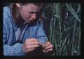 Technician emasculating wheat, Oregon State University, Corvallis, Oregon, 1974