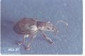 Sciopithes obscurus (Obscure root weevil)