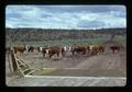 Cattle at Squaw Butte-Harney Range & Livestock Experiment Station, Burns, Oregons, 1975