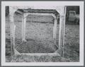 Initial establishment in isolation cage for single crosses, 1951