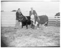 Athletics administrators Jim Barratt and Spec Keene pictured with Black Angus and Hereford to be given away at homecoming football game, Fall 1953