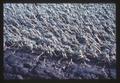 Flood damage to alfalfa plots, 1965