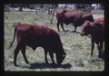 Brown cows and bull in pasture, Peoria, Oregon, July 1973